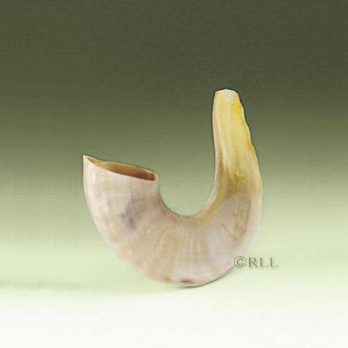 Shofar-small